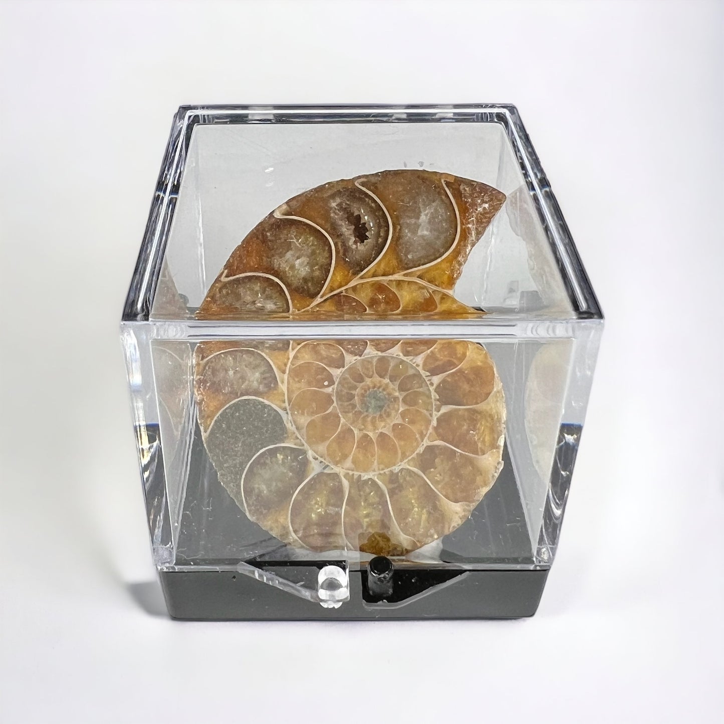 Mini Ammonite Specimen